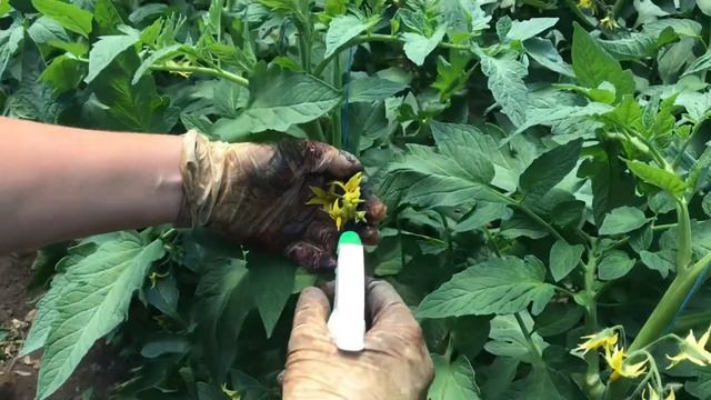 Как мы тукаем (опыляем) помидоры. Махитос f1 смотреть онлайн