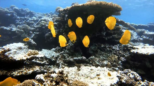 Где лучше зимой в Египте| Шарм Эль Шейх или Хургада| Что выбрать смотреть онлайн