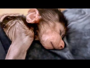 Степка засыпает только на Владе, целый день был на прогулке и УСТАЛ!