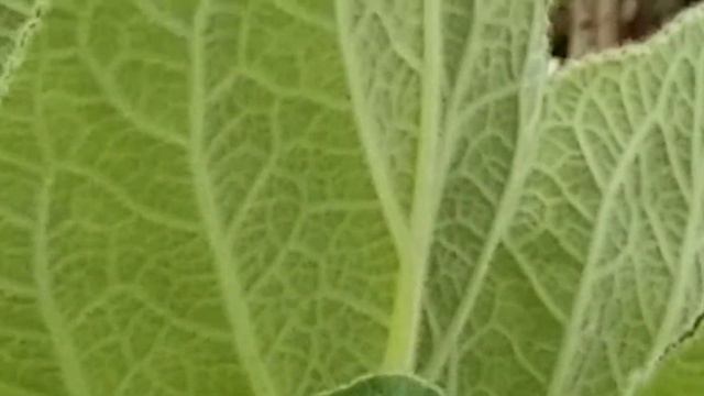 SINNINGIA 'iBITIOCA' PLANT IN GREENHOUSE смотреть онлайн