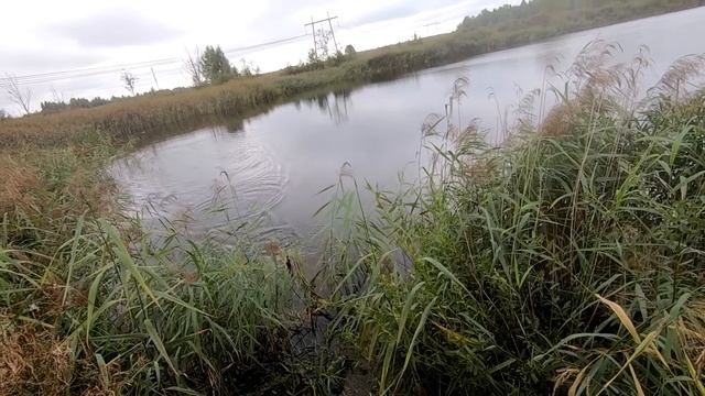 ЩУКА на КОЛЕБАЛКУ! Уловистая блесна АТОМ! смотреть онлайн