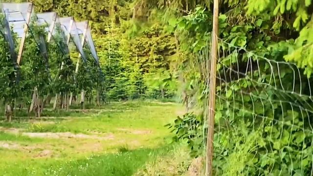 Накипело!!!Как муха превращается в Германии в слона.Три недели волокиты и попытка расплатиться смотреть онлайн