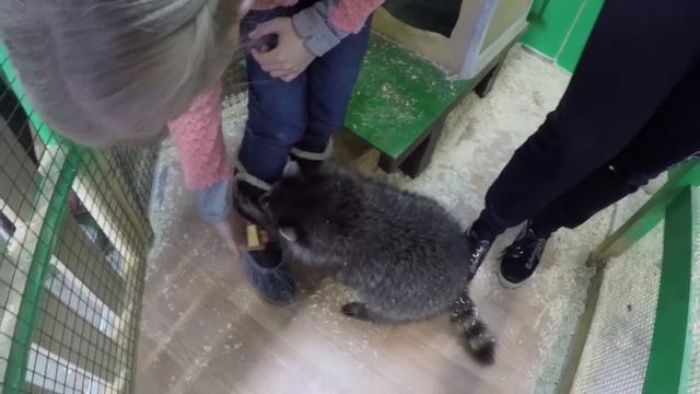 Контактный зоопарк Зверюшки как игрушки. Petting zoo смотреть онлайн
