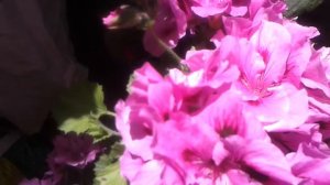 Мохнатый шмель и пеларгония.  Un abejorro y pelargonia