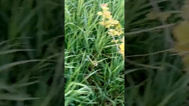 Лечение коры Садовым Варом Часть 1 смотреть онлайн