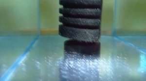 За 5 дней с икры личинка и малёк тернеции глофиш