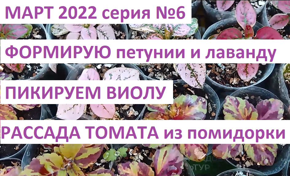 Март 6. Пикируем и формируем рассаду. смотреть онлайн