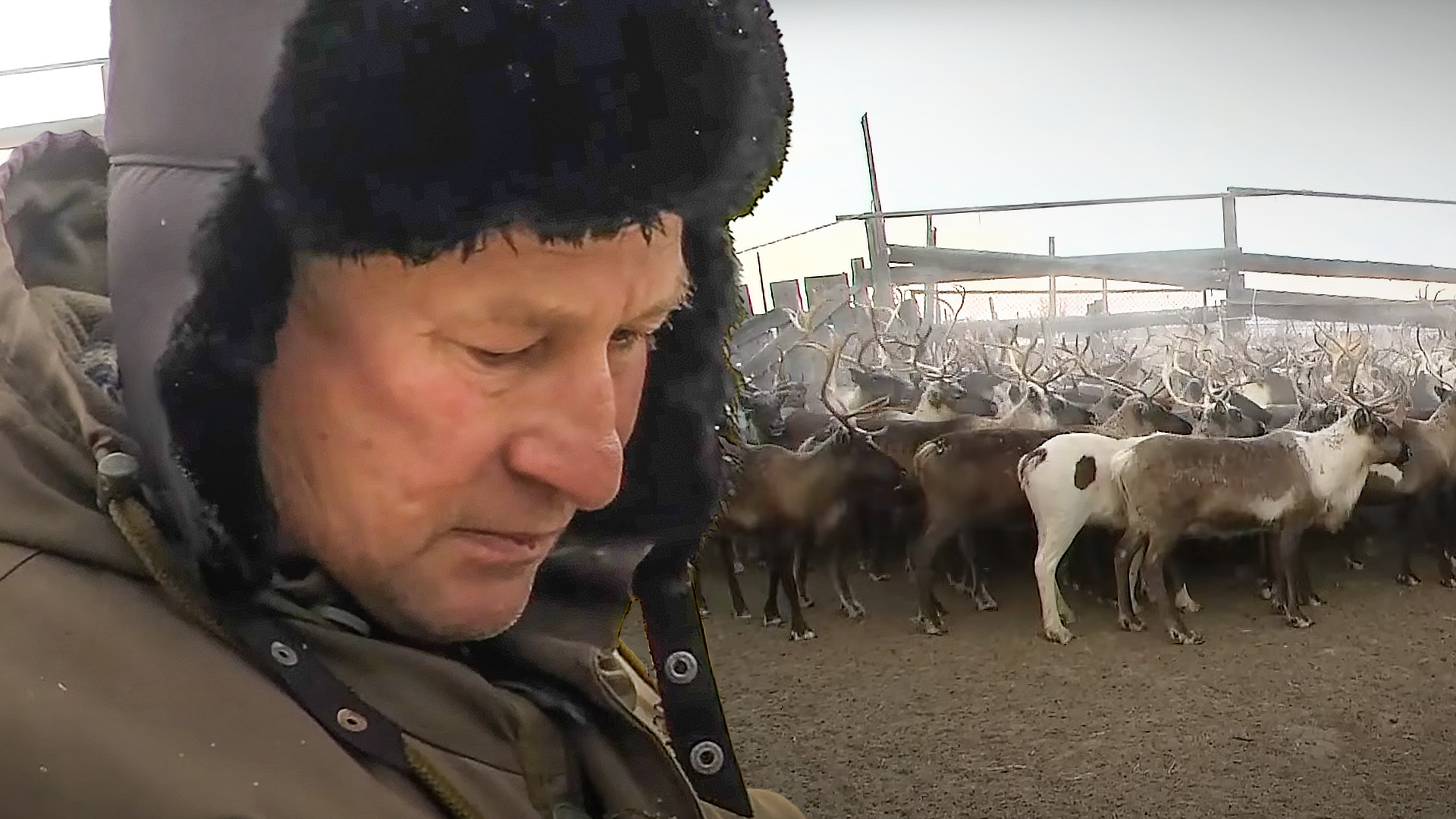 Как готовятся к забойной кампании. Ямал. Тундра. Кочевники. Оленеводы. Россия. Север. Жизнь смотреть онлайн