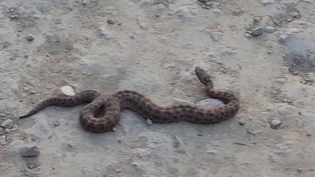 Азиатский щитомордник в предгорьях Алматы смотреть онлайн