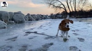 ✔ Бигль за и против. 5 плюсов и 8 минусов породы