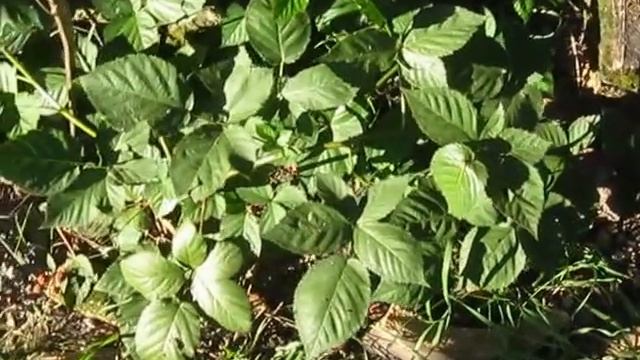 Моя ежевика