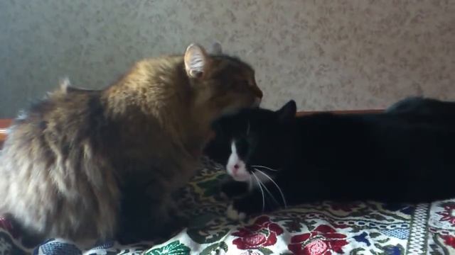 Кошки смотреть онлайн