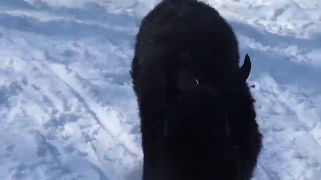 питомник Роман-Кош. Роман-Кош Жермон Бронже. Винница. Прогулка. Снег смотреть онлайн