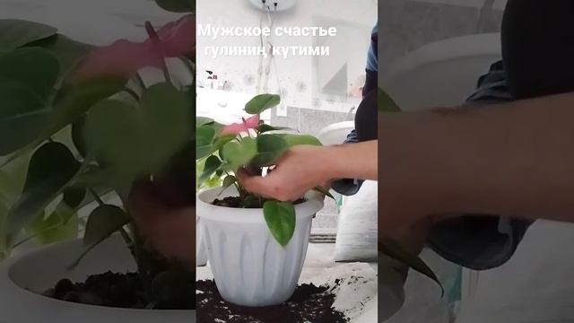 Мужское счастье гүлінің күтімі қарапайым смотреть онлайн