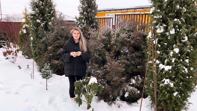 СВЯЗЫВАТЬ ИЛИ НЕТ МНОГОСТВОЛЬНЫЕ ТУИ ? ТУЯ ТУЕ РОЗНЬ НА ПРИМЕРЕ В САДУ