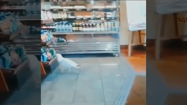 Джавид: Озвучка (Животные) смотреть онлайн