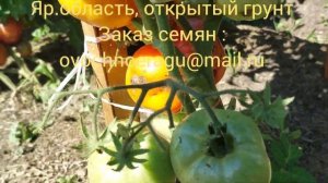 Гном томатный Красота Сьюзи. Томаты в открытом грунте, август 2023.