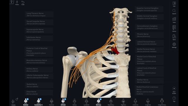 Complete Anatomy for Educators - 03 Gray's content and labels смотреть онлайн