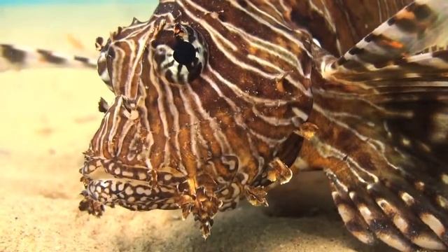 Дайвинг в Египте, Nuweiba смотреть онлайн