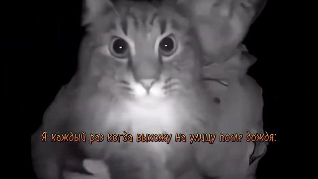 Я каждый раз когда выхожу на улицу после дождя: #прикольчики от ~Friends HOUSE~ смотреть онлайн