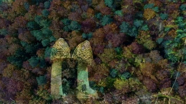 Татьяна Шорохова-Агеева. Стихи. Он хотел на полу травы. Онлайн театр из Екатеринбурга смотреть онлайн