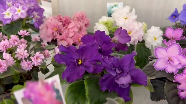 Фиалки для души и настроения смотреть онлайн