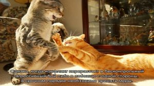 Как подружить кошек между собой в квартире: примеры как можно помирить