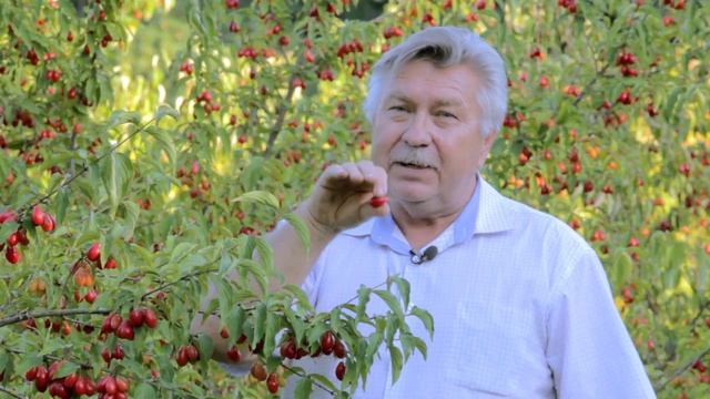 Ставропольский ботанический сад. Кизил. смотреть онлайн