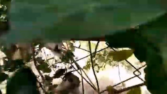 #ЕЙСК, #ДАЧИ ? Купила трубы на буржуйку. Ищу семена ипомеи. Это кто, богомол?! Последышки урожая! смотреть онлайн