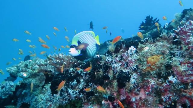 Wreck diving in Lhaviyani Atoll, Maldives: The Shipyard dive site смотреть онлайн