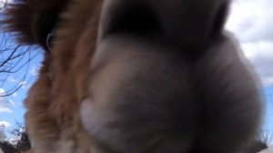 Альпака - это не верблюд и не лама! Интересное животное о котором многие никогда и не слышали