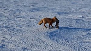 Рыбалка на Чукотке  Лиса рыбачка