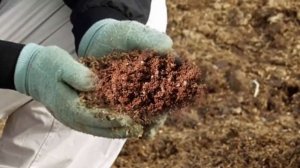 Применение опилок в качестве мульчи на огороде. Как влияют опилки на почву. Дачные советы