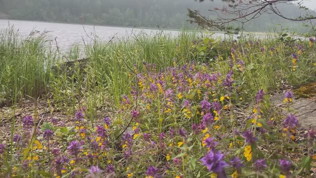 Бомбический вкус форели! Готовые специи для рыбы уже с солью - Лимонная пыль от ПРЯНОЕД. смотреть онлайн
