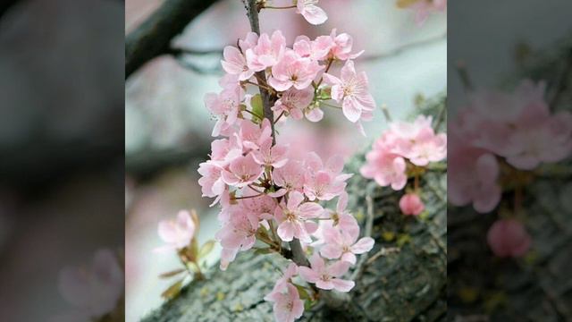 ХРИСТОС ВОСКРЕС ,СПIВАЙ ЗЕМЛЯ!!! Вiрш.Автор Юлiя Узун. смотреть онлайн