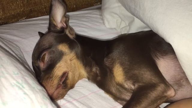 Смешной сон собаки смотреть онлайн