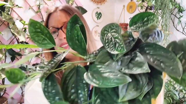 December Favorites 2022 | Plants and Planty Things | Piper Crocatum Care смотреть онлайн
