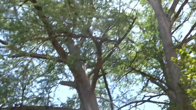 How to Hang a Huge Rope Swing Without Climbing!!! смотреть онлайн