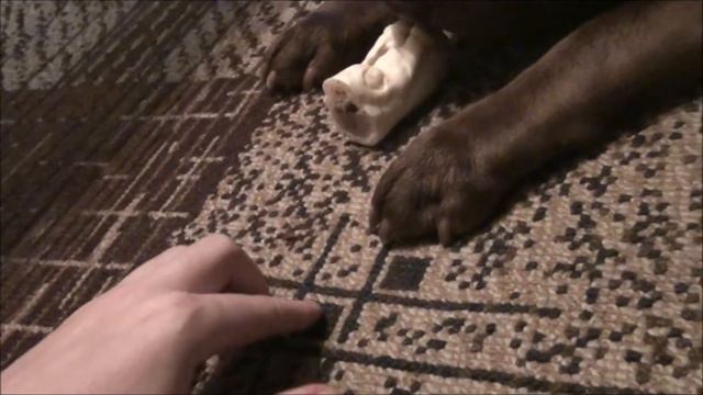 My sharpei смотреть онлайн