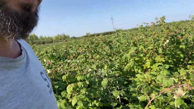 Разные сорта малины можно ли сажать рядом? смотреть онлайн