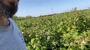 Разные сорта малины можно ли сажать рядом?