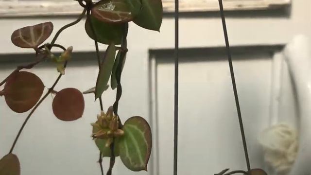 Air Plant Varieties смотреть онлайн