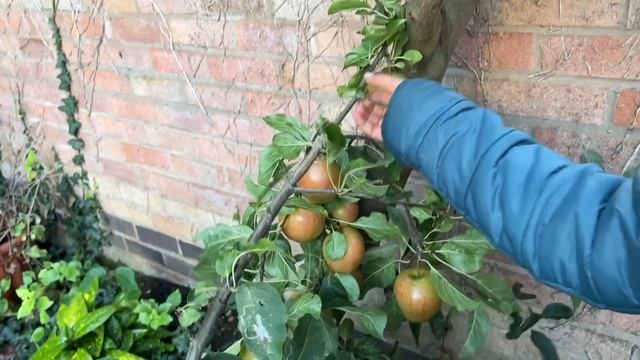 Vegetable Garden Harvesting In Oct 2022| Kitchen Garden In England
