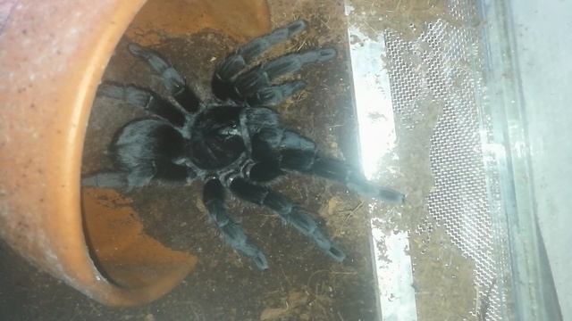 Время, когда одна жизнь сменяет другую [Дневные и ночные животные в моей коллекции!] смотреть онлайн