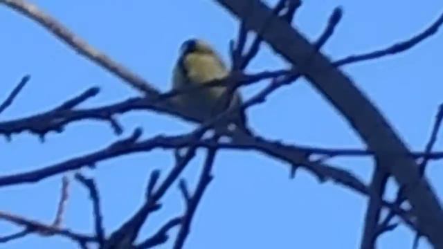 Большая Синица