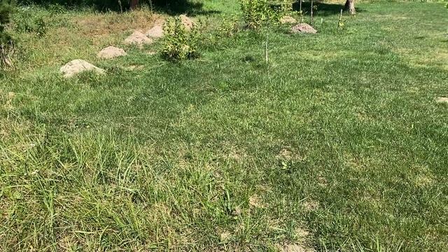 Посадка троянд влітку