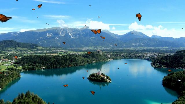 Serene Butterfly Flight: 1 Hour Of Nature's Bliss | Relaxation Therapy 527