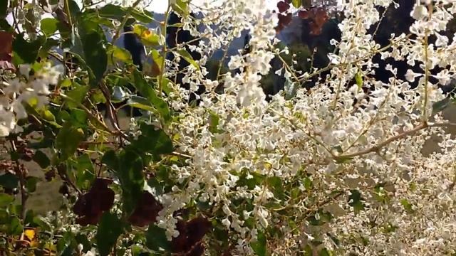 Fallopia multiflora (Fallopia baldschuanica) medicinal plant смотреть онлайн