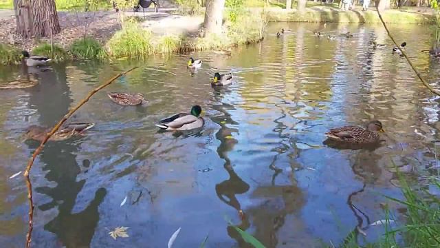 ЧТО МНЕ ДЕЛАТЬ??? ЕГО НЕТ, НУЖЕН СОВЕТ.../ ЖИЗНЬ В ХАРЬКОВЕ