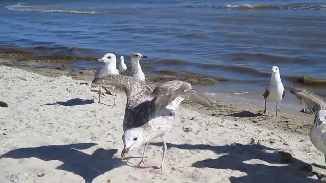 Разговор с Бакланом. смотреть онлайн